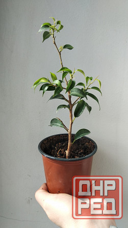 Фикус Бенджамина Донецк - изображение 5