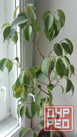 Фикус Бенджамина Донецк - изображение 6