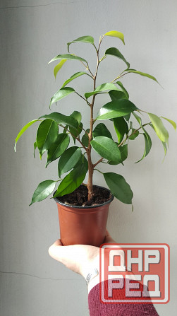Фикус Бенджамина Донецк - изображение 1