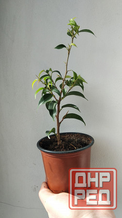 Фикус Бенджамина Донецк - изображение 4