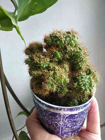 Кактус Цериус перуанский монстрозная форма Донецк