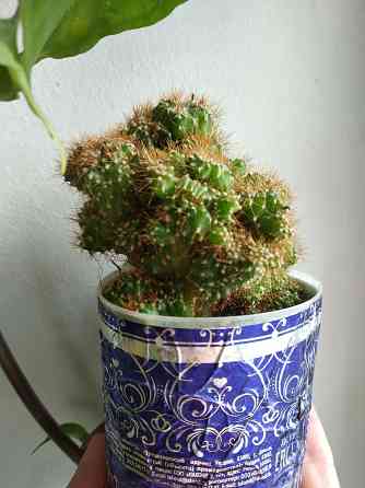 Кактус Цериус перуанский монстрозная форма Донецк