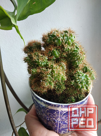 Кактус Цериус перуанский монстрозная форма Донецк - изображение 1