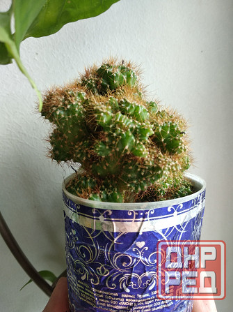 Кактус Цериус перуанский монстрозная форма Донецк - изображение 2