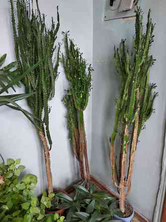 Молочай трёхгранный Донецк