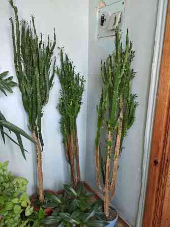 Молочай трёхгранный Донецк