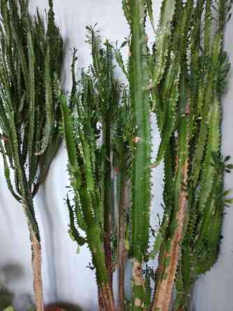 Молочай трёхгранный Донецк