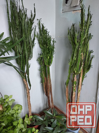 Молочай трёхгранный Донецк - изображение 3