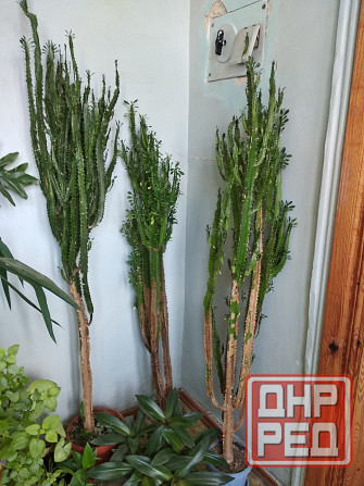 Молочай трёхгранный Донецк - изображение 2