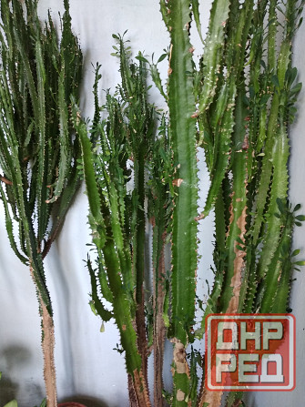 Молочай трёхгранный Донецк - изображение 1