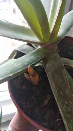 Алоэ Вера Донецк