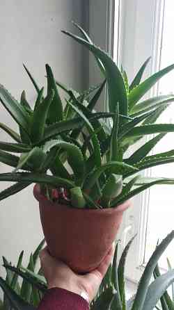 Алоэ Вера Донецк