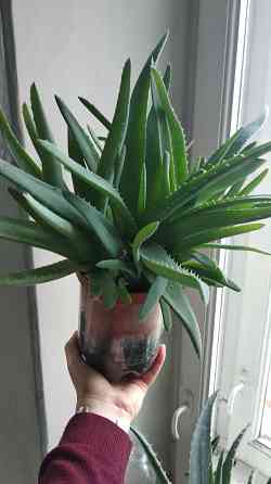 Алоэ Вера Донецк