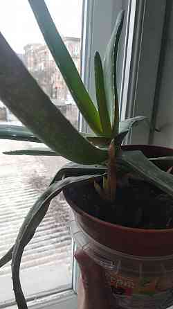 Алоэ Вера Донецк