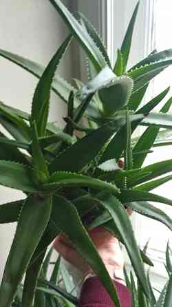 Алоэ Вера Донецк