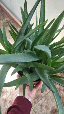 Алоэ Вера Донецк