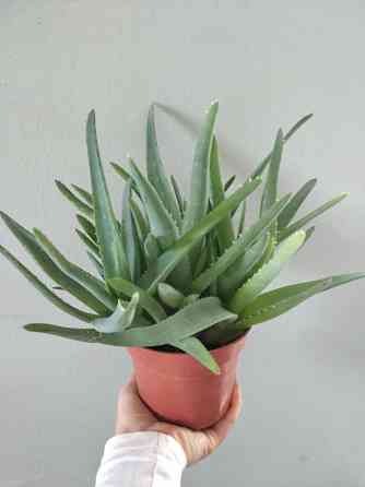 Алоэ Вера Донецк