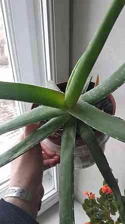 Алоэ Вера Донецк