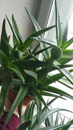 Алоэ Вера Донецк