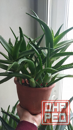 Алоэ Вера Донецк - изображение 4