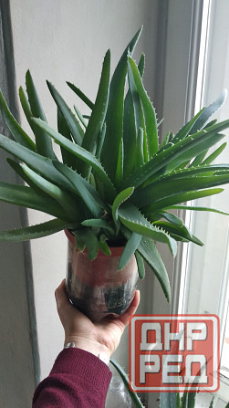 Алоэ Вера Донецк - изображение 2