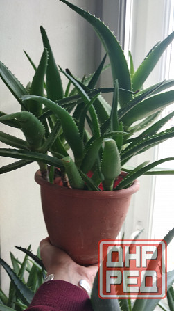 Алоэ Вера Донецк - изображение 7