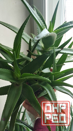 Алоэ Вера Донецк - изображение 6