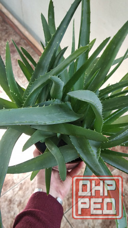 Алоэ Вера Донецк - изображение 1