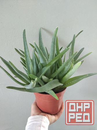 Алоэ Вера Донецк - изображение 3