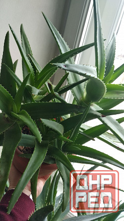 Алоэ Вера Донецк - изображение 5