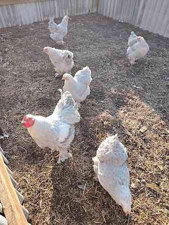 Продам семью брама Изабелла Горловка