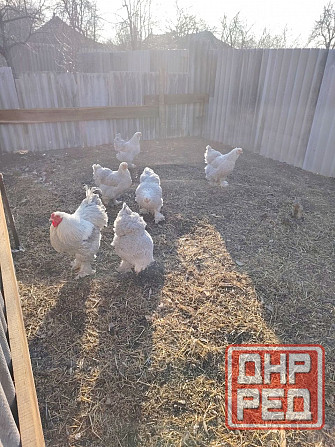 Продам семью брама Изабелла Горловка - изображение 2