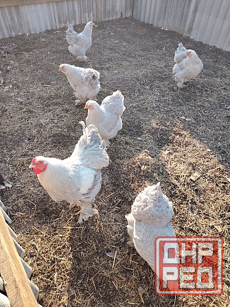 Продам семью брама Изабелла Горловка - изображение 1