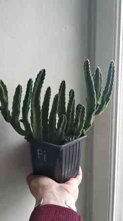 Стапелия Донецк