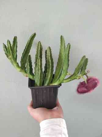 Стапелия Донецк