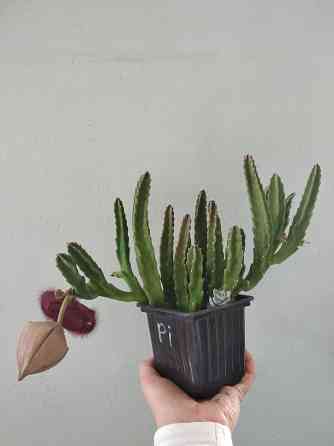 Стапелия Донецк