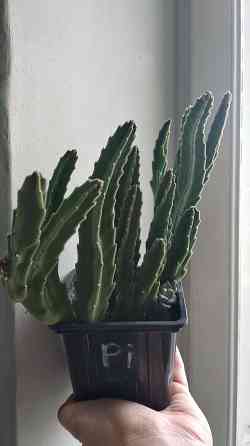 Стапелия Донецк