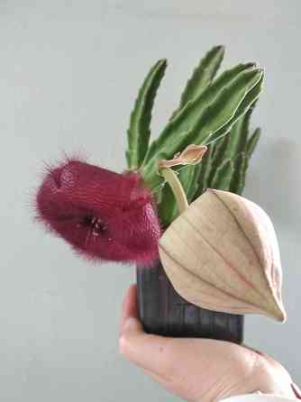 Стапелия Донецк