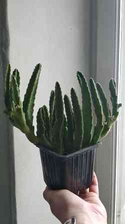 Стапелия Донецк