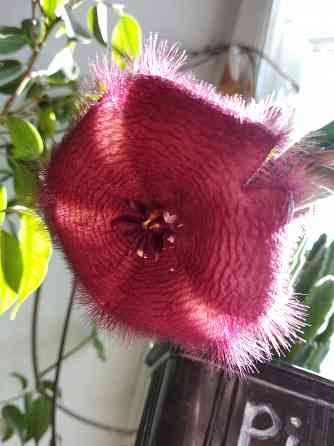 Стапелия Донецк