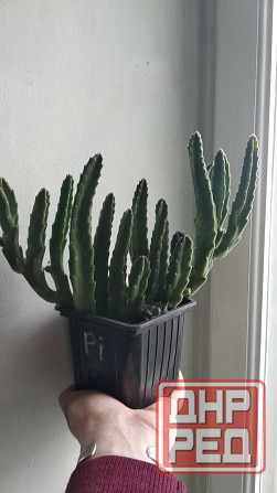 Стапелия Донецк - изображение 7