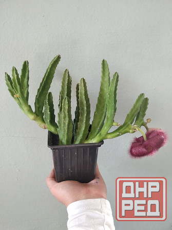 Стапелия Донецк - изображение 4