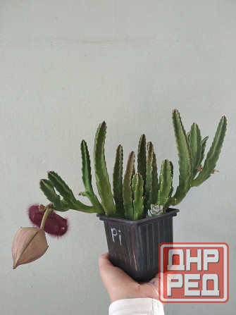 Стапелия Донецк - изображение 5