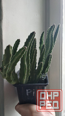 Стапелия Донецк - изображение 3