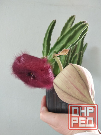 Стапелия Донецк - изображение 2