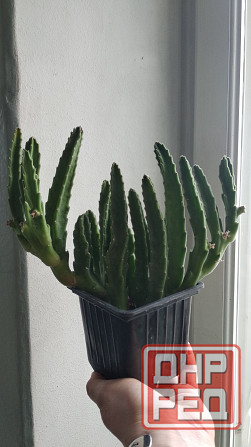 Стапелия Донецк - изображение 1