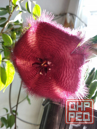 Стапелия Донецк - изображение 6