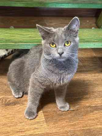 Ищу любящих хозяев Донецк