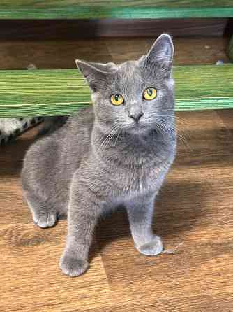 Ищу любящих хозяев Донецк