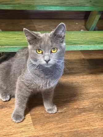 Ищу любящих хозяев Донецк